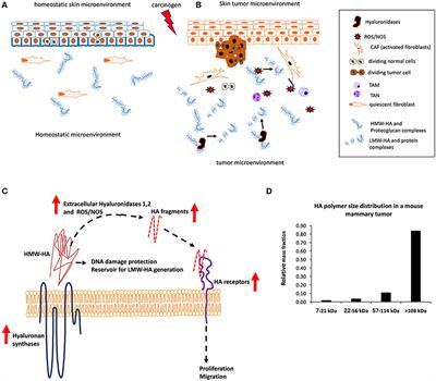 Dissecting the Dual Nature of Hyaluronan in the Tumor Microenvironment